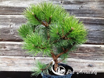 Pušis juodoji ,Nana' (lot. Pinus nigra)